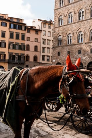 Florence (3)